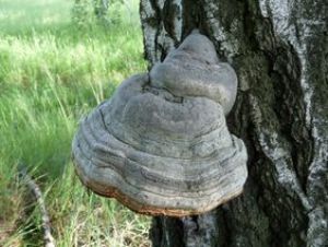 Les champignons médicinaux de nos forêts
