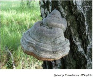 Conférence sur les champignons médicinaux de nos forêts