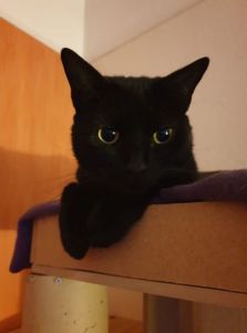 Soirée chat valentin