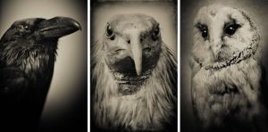 VOLATILES - Claude Philippot 
