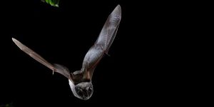 Chauve souris
