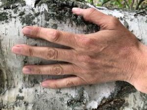 Activité de sylvothérapie