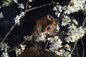 Balade découverte de la biodiversité