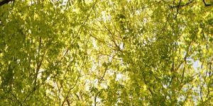 l'Arbre au fil du temps