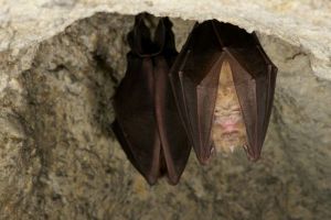 Le chant des chauves-souris