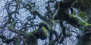 A la rencontre des arbres