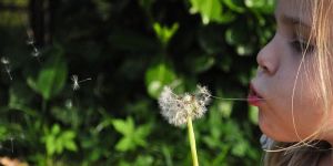Le grand voyage des petites graines