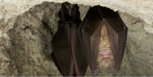 Le chant des chauves souris