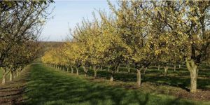 La taille des arbres fruitiers