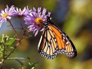 Favoriser les papillons dans son jardin