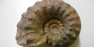 dans la peau d une paleontologue