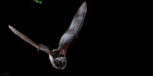 Chauves-souris, les ballerines de la nuit