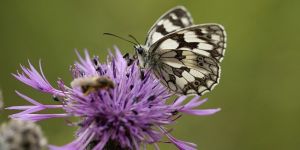 les papillons