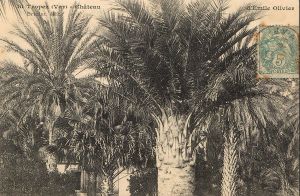 Les palmiers de nos jardins