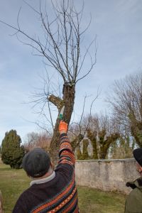 La taille des arbres fruitiers