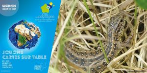 Les reptiles de chez nous