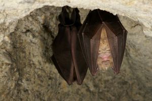 chant des chauves souris