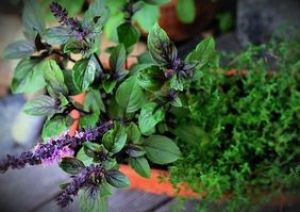 csm_basil-bush-basil-5331709_640_65e2254646.jpg