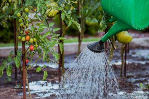 csm_eau_jardin_a6308e020c.jpg