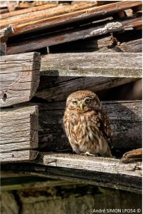 La nuit de la chouette