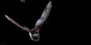 Chauves-souris, les ballerines de la nuit