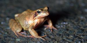 sauvons les amphibiens