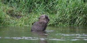 Sur les traces du castor