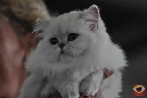 Le chat dans toute sa splendeur